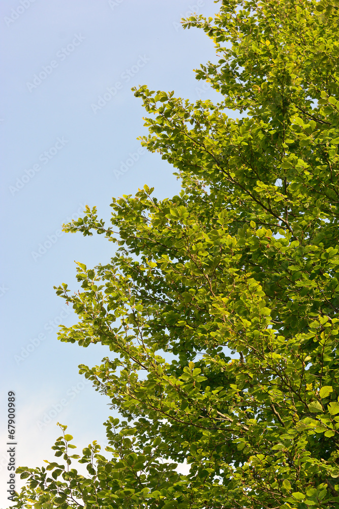 albero di faggio (Fagus sylvatica) albero di faggio (Fagus sylvatica)