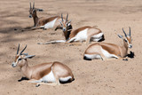Few sitting  gazelles  on sand