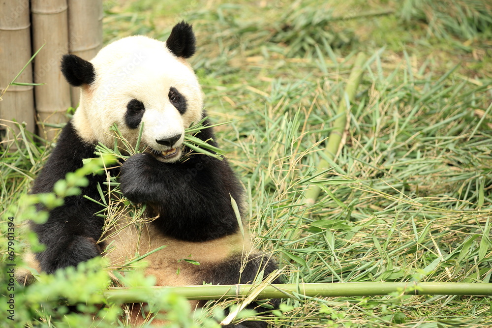Fototapeta premium giant panda at chengdu, china 