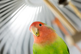 Rosy Faced Lovebird in a cage
