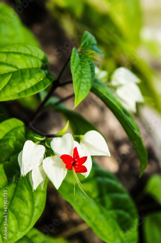Clerodendrum thomsoniae