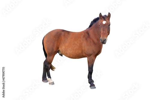 horse