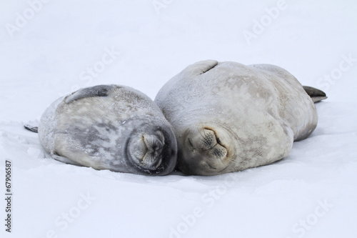female and a large puppy Weddell seals lying on the ice in Antar