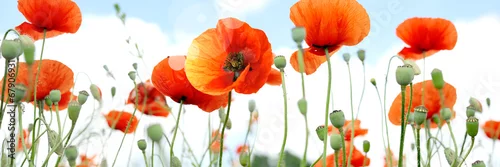 Panel kuchenny z motywem mak