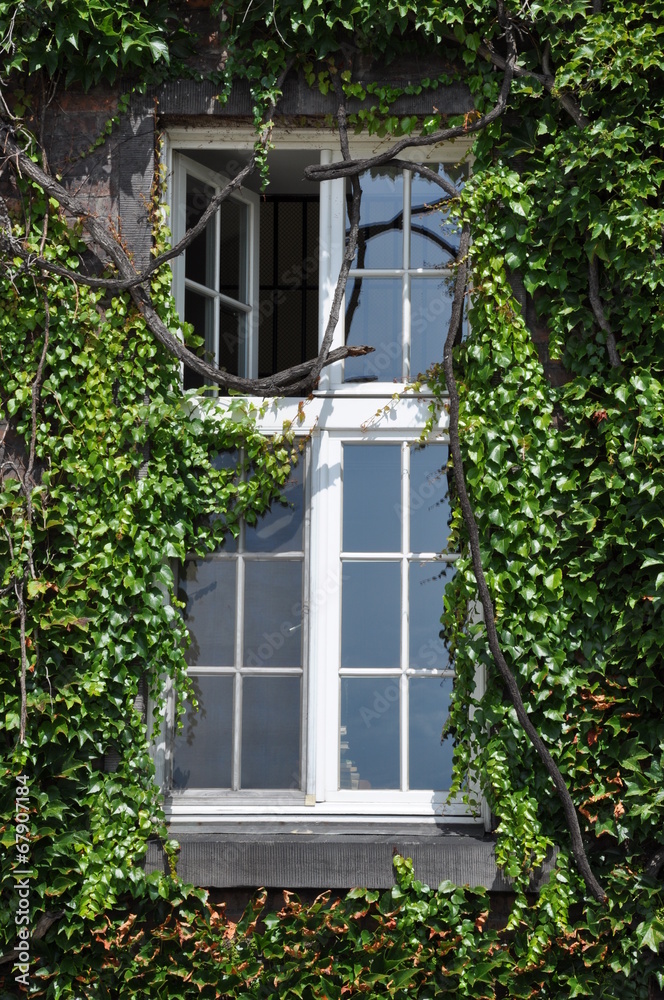 Wall with window covered with old green ivy Wall with window covered with old green ivy