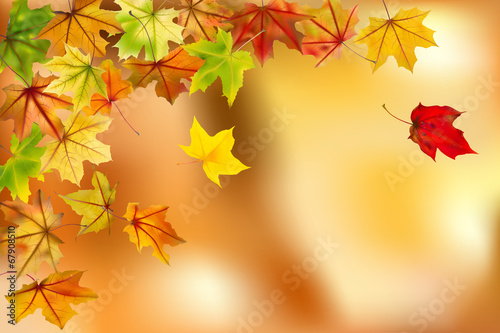 Maple autumn leaves on natural background  vector illustration.
