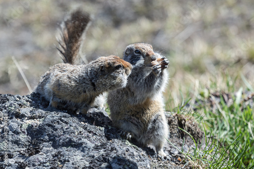 Two cute ground squirrel photo