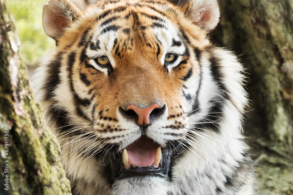 Fototapeta premium Wild tiger