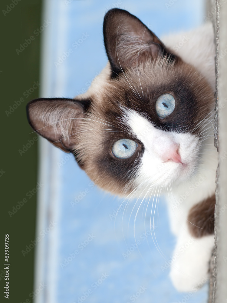 Fototapeta premium cat breed snowshoe looking at camera