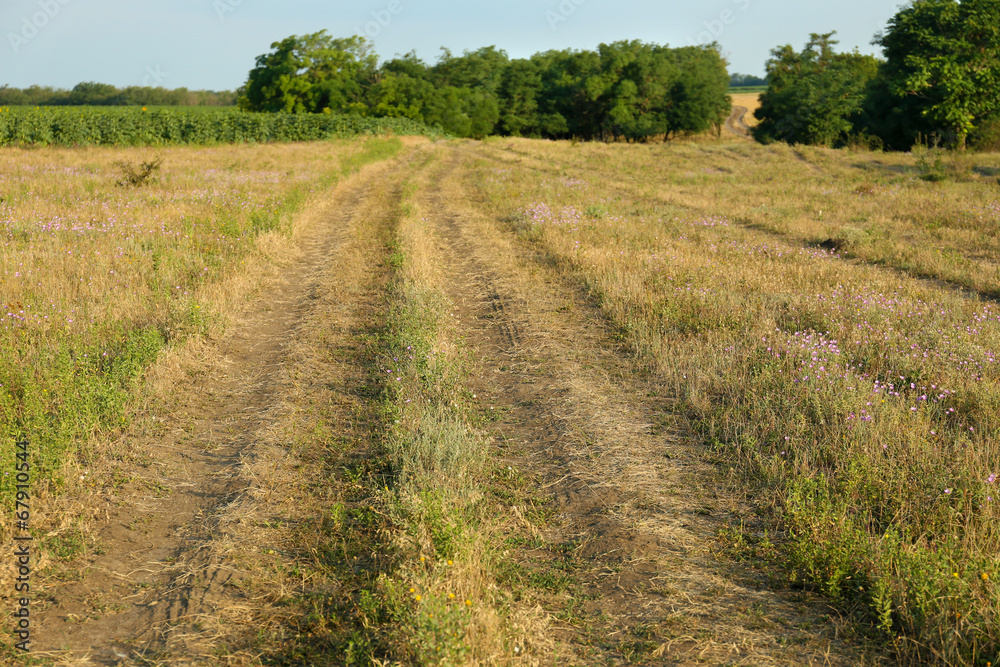 Fototapeta premium Way in field