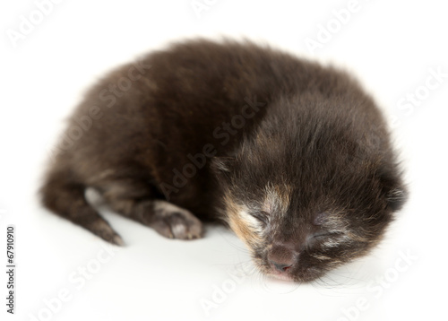 Beautiful kitten isolated on white