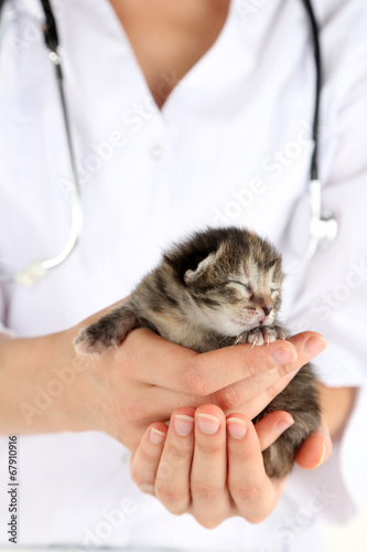 Veterinarian  with kitten, close-up
