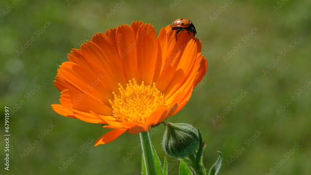 beautiful ladybird ladybug on calendula marigold medical flower
