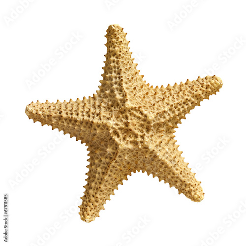 starfish  isolated on white background