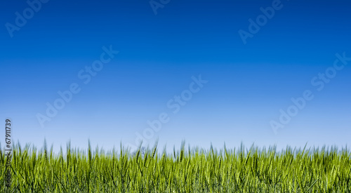 Grass field under a clear blue sky