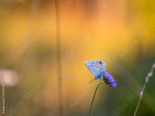 Gossamer Winged Butterfly