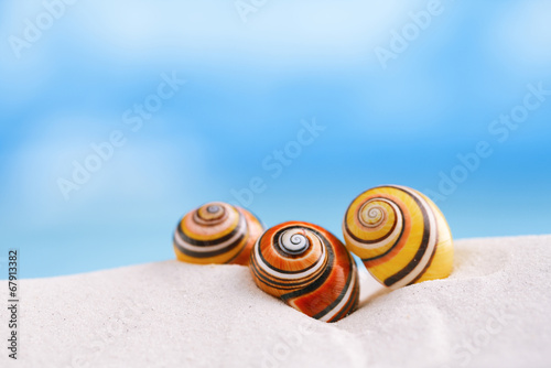 bright polymita shells on white beach sand under the sun light photo