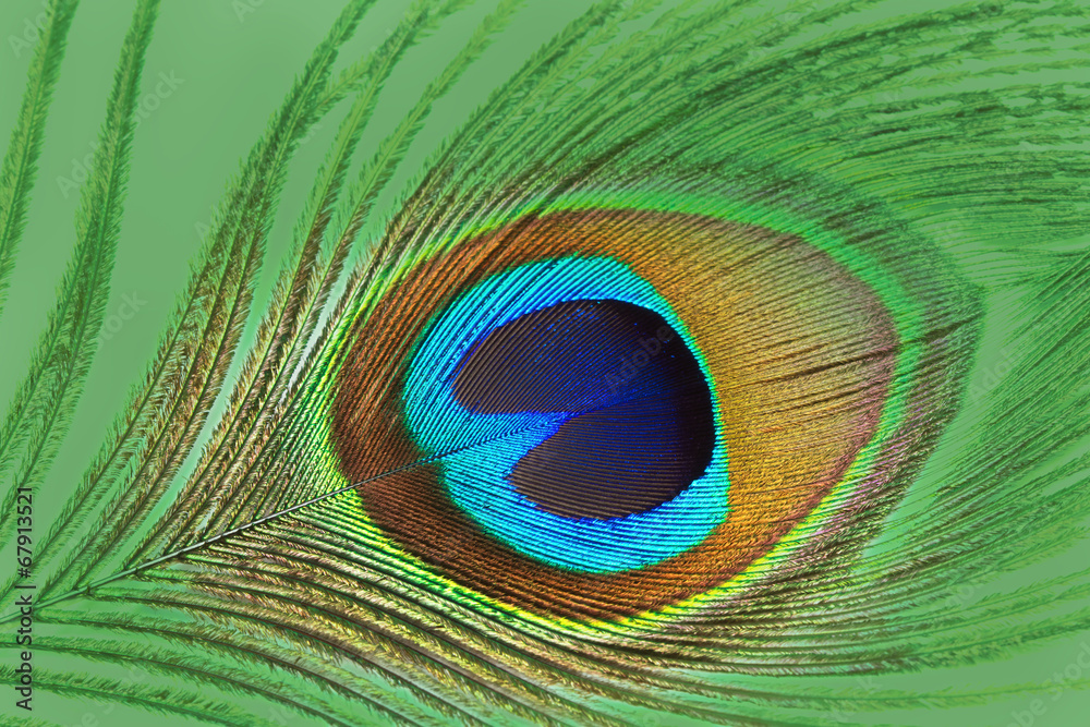 Fototapeta premium Close up of colorful peacock feather for texture and background