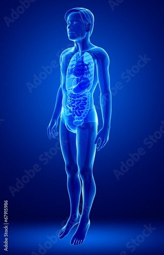 Xray digestive system of male body artwork
