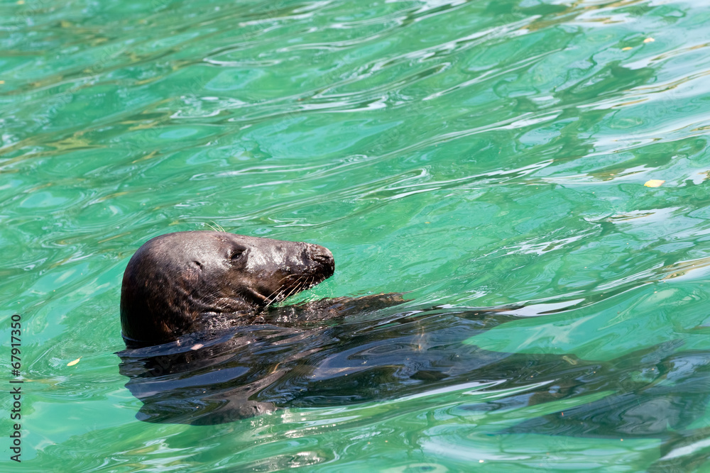 Obraz premium Seal in the water