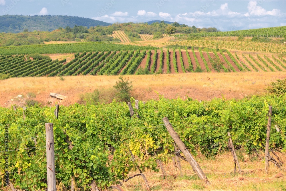 Hungary countryside - Tokaj grapevine fields