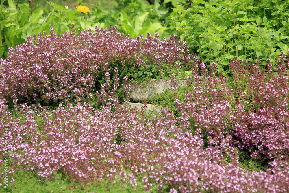 Obraz premium Breckland thyme, wild thyme