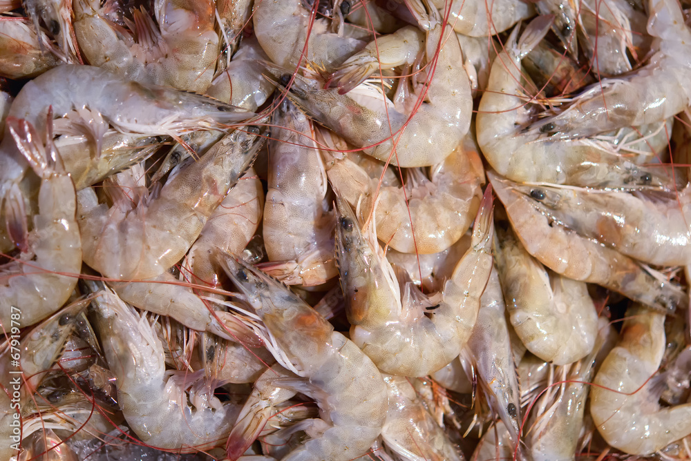 Close up of Fresh shrimps