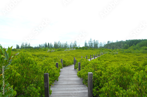 mangrove thailand