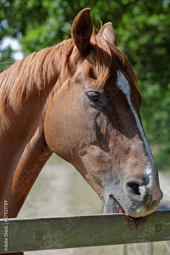 Chestnut Horse Biting a Paddock Fence