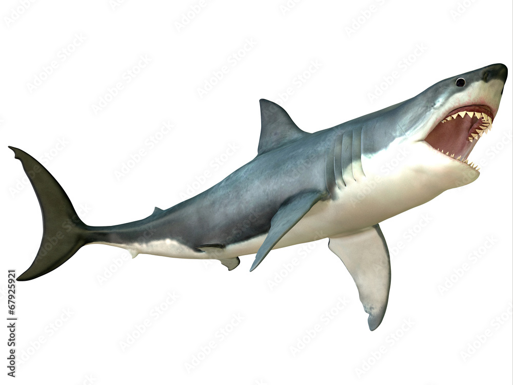 Naklejka premium Great White Shark Attack