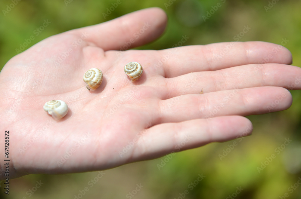 snail on hand snail on hand