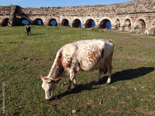 cows at ancient castle photo