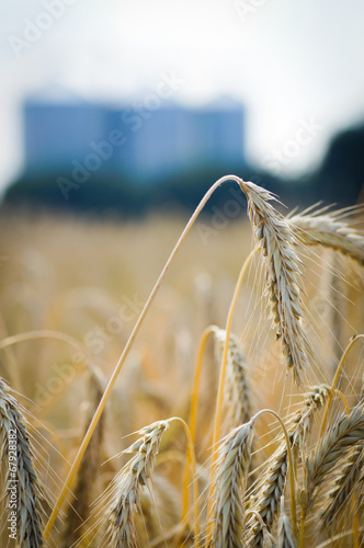 Getreide mit unscharfen Getreidesilos im Hintergrund