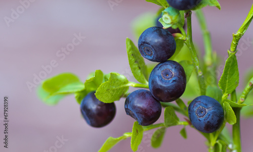 Sprig with fresh ripe blueberries in summer.