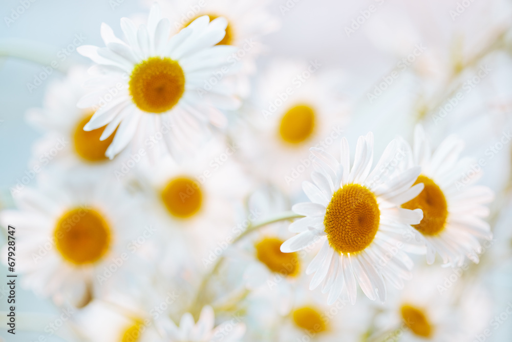Obraz premium Camomile flowers