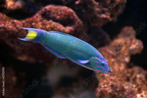 Moon wrasse in aquarium