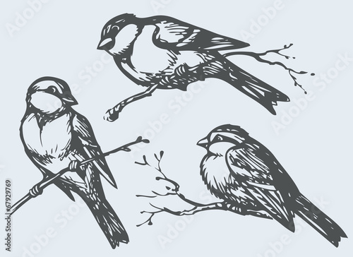 Vector freehand drawing. Tits, sparrows and bullfinches on branc