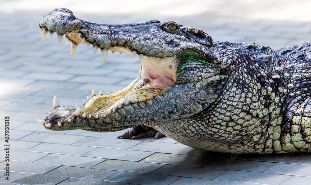 Fototapeta premium crocodile 