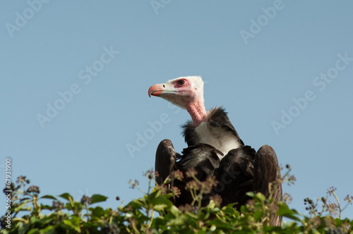 Photo Stock Bebe Vautour A Tete Blanche Ou Accipitridae Dans Son Nid Adobe Stock