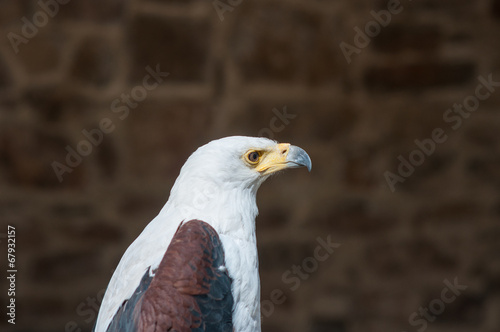 Фотография Pygargue Vocifère de la famille des accipitridae
