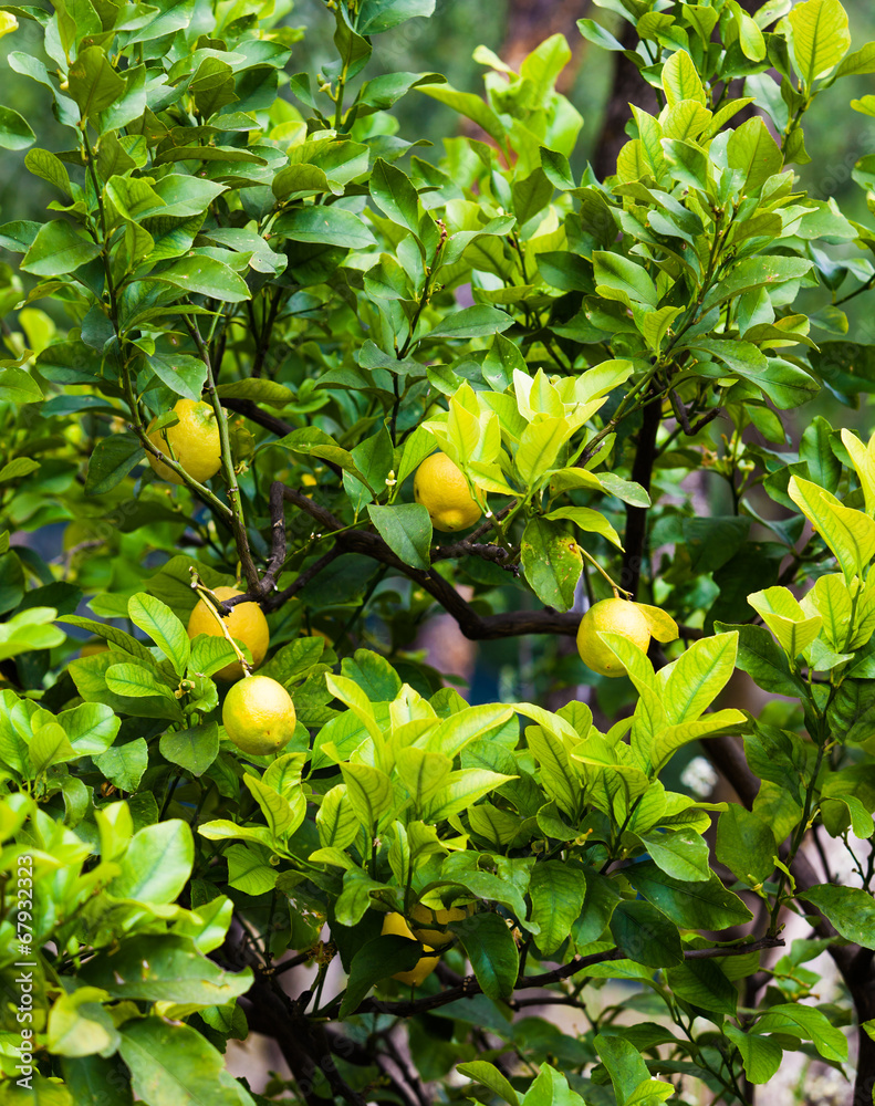 Lemon on the tree.  Organic lemons on tree