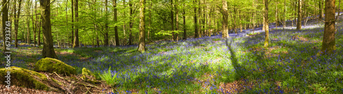 Magical forest and wild bluebell flowers #67933761