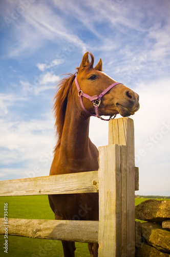 Vászonkép Healthy horse portrait
