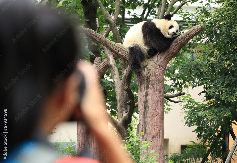 Obraz premium woman photographer taking photo of panda 