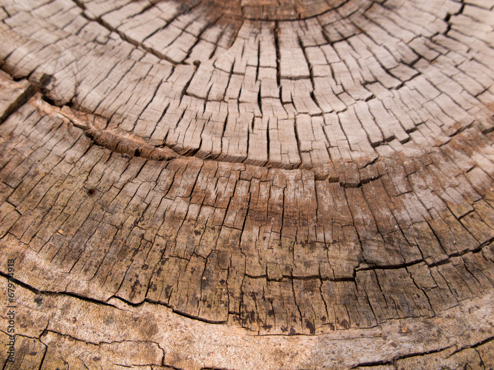 Fototapeta premium 切り株