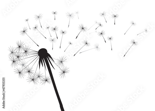 vector illustration of blowing dandelion