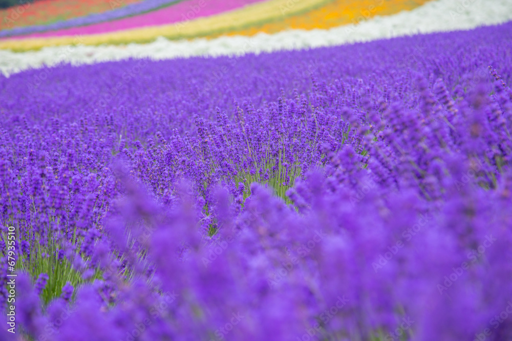 Obraz premium lavender