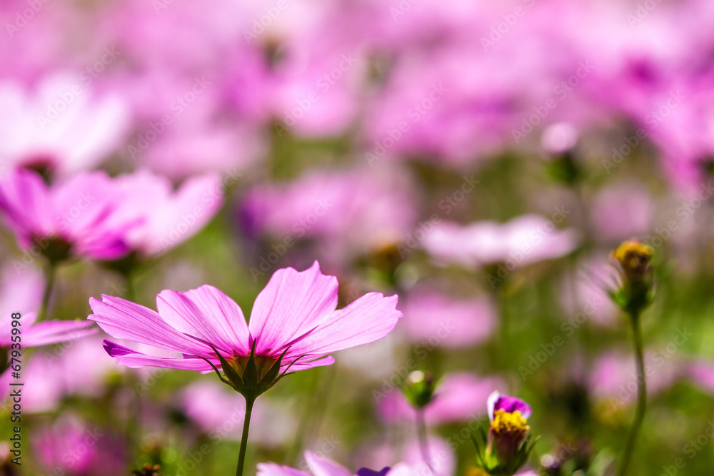Colorful pink autumnal chrysanthemum in the Garden Colorful pink autumnal chrysanthemum in the Garden