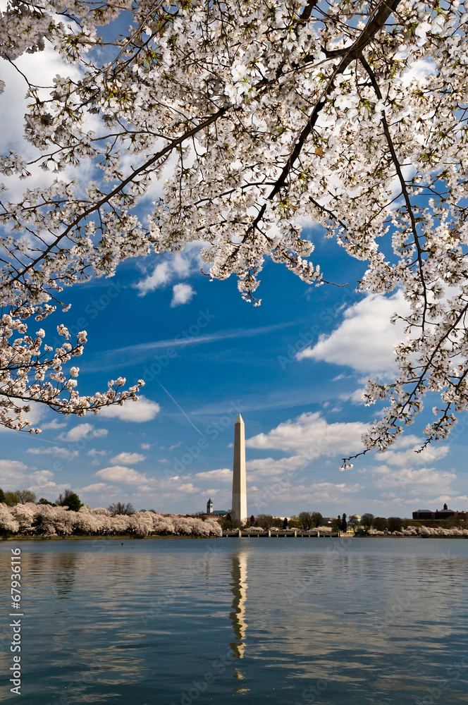 View of Washington Monument with blossom cherries View of Washington Monument with blossom cherries