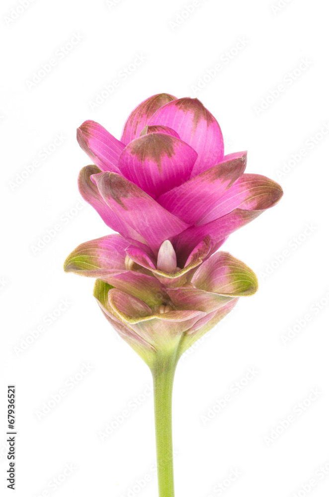 Siam tulip or Curcuma flower in Thailand
